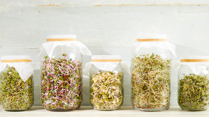 Sprouting Seed