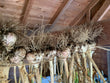 Garlic, fresh, beautiful, local, organic, 500g